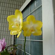 Phalaenopsis xxx 2